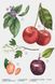 Cherry smoothie Zara 30 мл в упакуванні 102-ai2 фото 2
